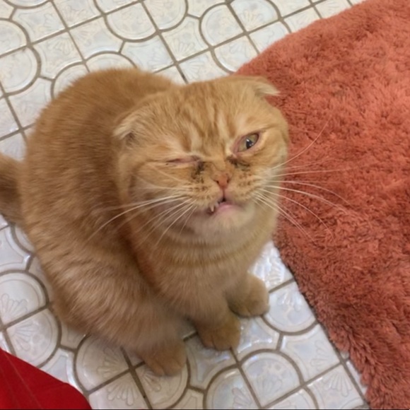 Meet your Posher, Elizabeth - Picture 1 of 1